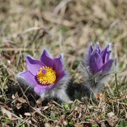 Anemone