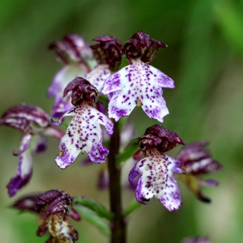 Jardin - La Sauvagine