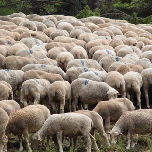 Moutons